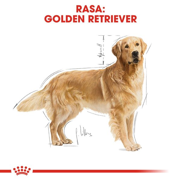 ROYAL CANIN BHN Golden Retriever suché krmivo pro psy - 12kg