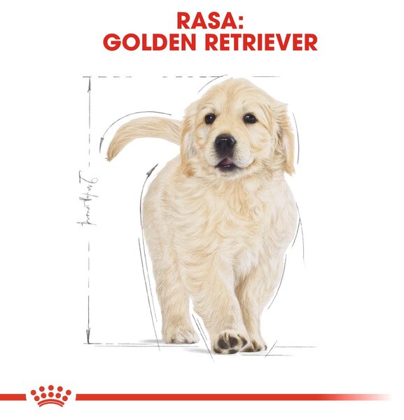 ROYAL CANIN Golden Retriever Puppy - suché krmivo pro psy - 12 kg