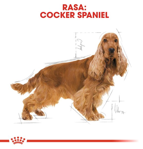 ROYAL CANIN Adult Cocker - suché krmivo pro psy - 12 kg