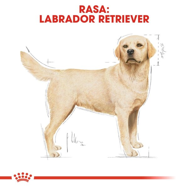 ROYAL CANIN Labrador Adult - suché krmivo pro psy - 12 kg
