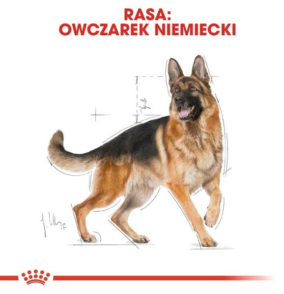 ROYAL CANIN German Shepherd Adult – suché krmivo pro dospělé psy plemene německý ovčák - 11kg