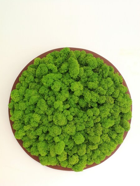 Mechový obraz- kruh Ø20cm
