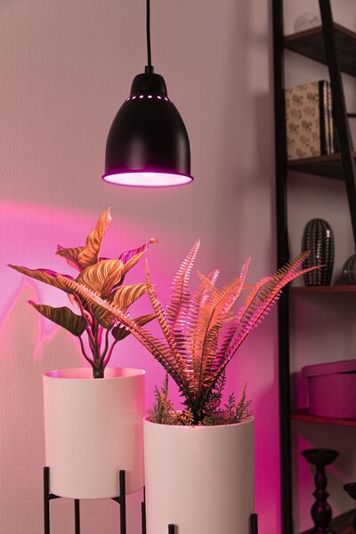 Paulmann 79763 Neordic Hilla, závěsné svítidlo k podpoře růstu rostlin 1xE27, černá, průměr 14,5cm