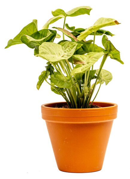Syngonium Confetti, průměr 12 cm Syngonium, Syngónium