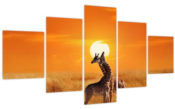 Obraz - Žirafy v národním parku Serengeti (125x70 cm)