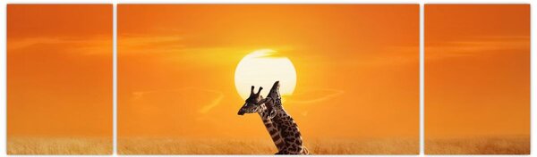 Obraz - Žirafy v národním parku Serengeti (170x50 cm)
