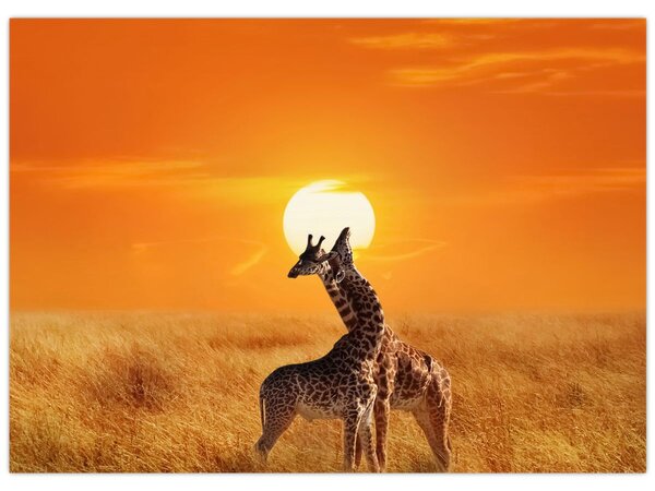 Obraz - Žirafy v národním parku Serengeti (70x50 cm)