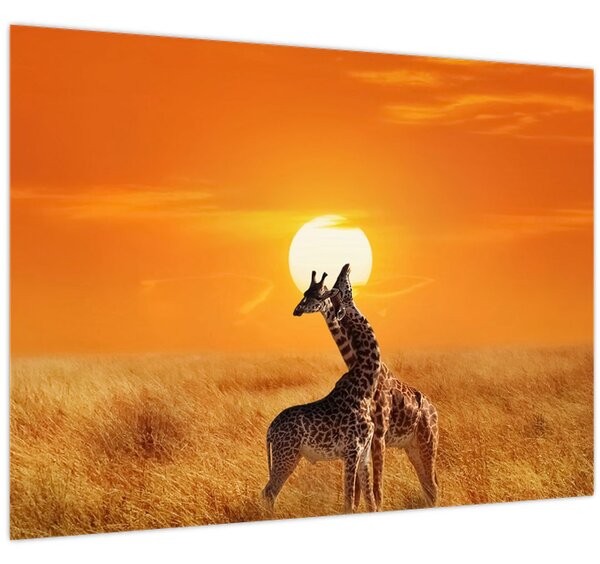 Obraz - Žirafy v národním parku Serengeti (70x50 cm)
