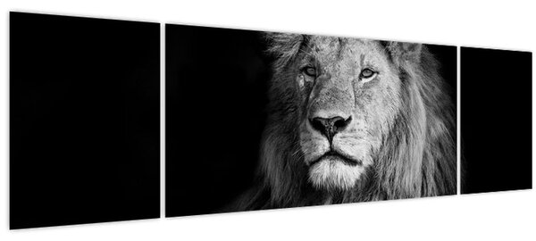 Obraz - Lev, černobílá (170x50 cm)