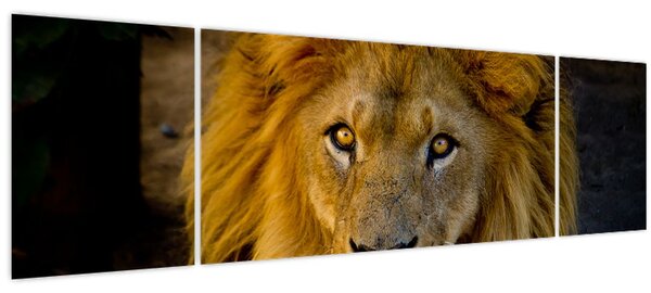 Obraz - Portrét lva (170x50 cm)