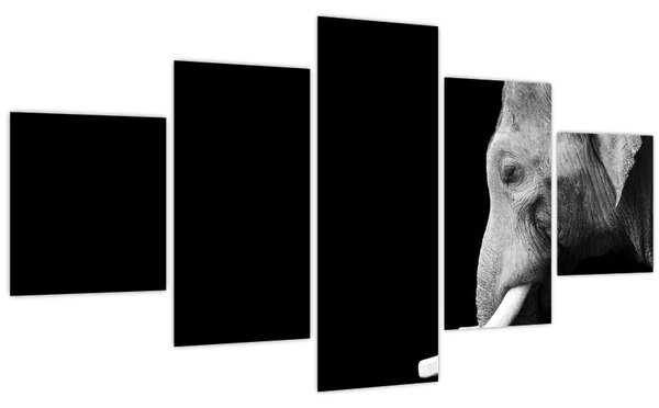 Obraz - Slon (125x70 cm)