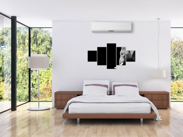Obraz - Slon (125x70 cm)