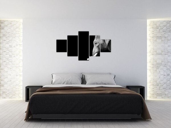 Obraz - Slon (125x70 cm)