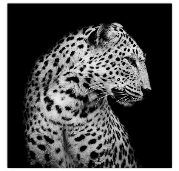 Obraz - Leopard (30x30 cm)