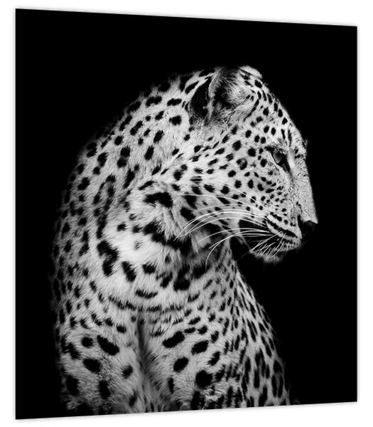 Obraz - Leopard (30x30 cm)