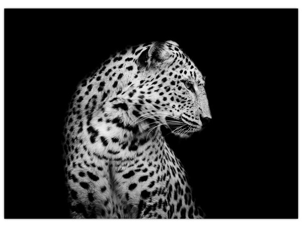 Obraz - Leopard (70x50 cm)