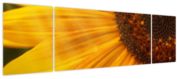 Obraz - Slunečnice (170x50 cm)