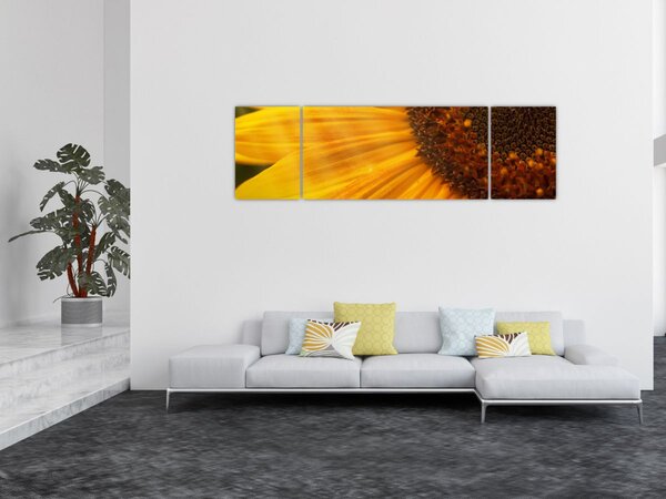 Obraz - Slunečnice (170x50 cm)