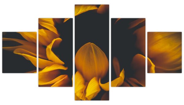 Obraz - Slunečnice v černém pozadí (125x70 cm)