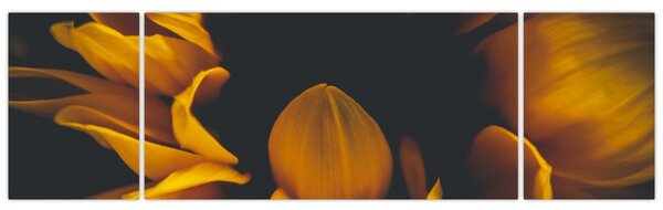Obraz - Slunečnice v černém pozadí (170x50 cm)