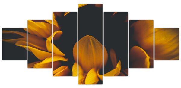 Obraz - Slunečnice v černém pozadí (210x100 cm)