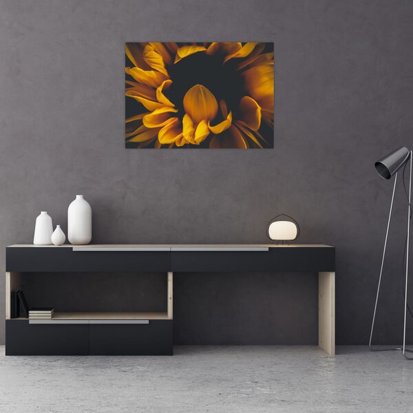 Obraz - Slunečnice v černém pozadí (70x50 cm)
