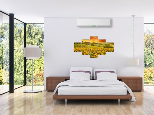 Obraz - Slunečnicové pole (125x70 cm)