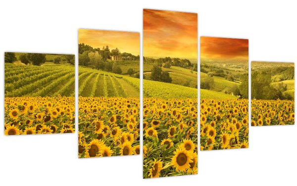 Obraz - Slunečnicové pole (125x70 cm)