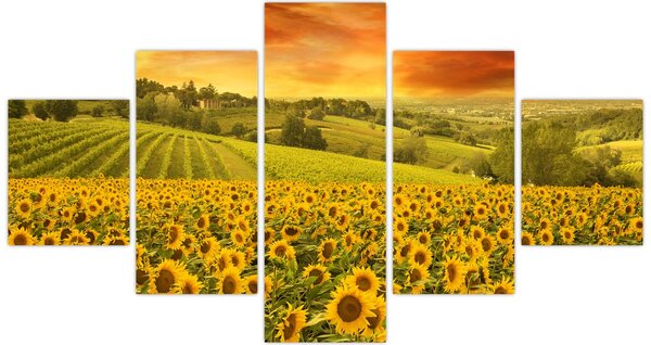 Obraz - Slunečnicové pole (125x70 cm)