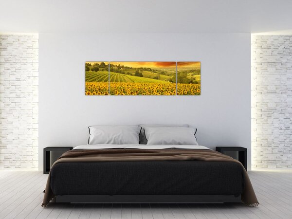 Obraz - Slunečnicové pole (170x50 cm)