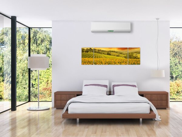 Obraz - Slunečnicové pole (170x50 cm)