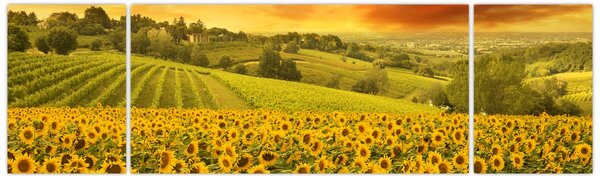 Obraz - Slunečnicové pole (170x50 cm)