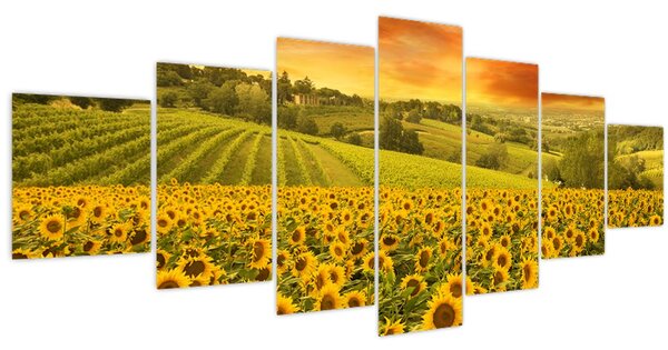 Obraz - Slunečnicové pole (210x100 cm)