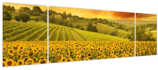 Obraz - Slunečnicové pole (170x50 cm)