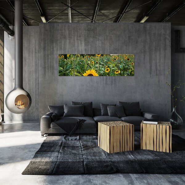 Obraz - Slunečnicové pole II. (170x50 cm)
