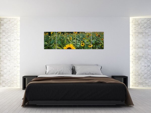 Obraz - Slunečnicové pole II. (170x50 cm)