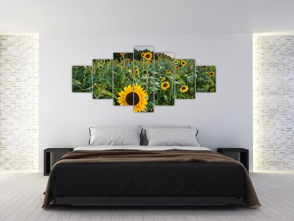 Obraz - Slunečnicové pole II. (210x100 cm)