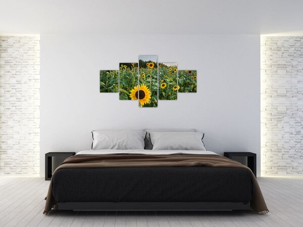 Obraz - Slunečnicové pole II. (125x70 cm)