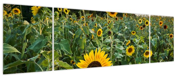 Obraz - Slunečnicové pole II. (170x50 cm)