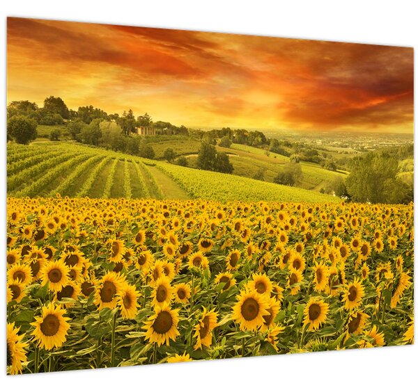 Obraz - Slunečnicové pole (70x50 cm)