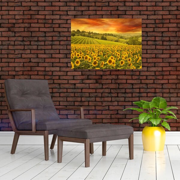Obraz - Slunečnicové pole (70x50 cm)