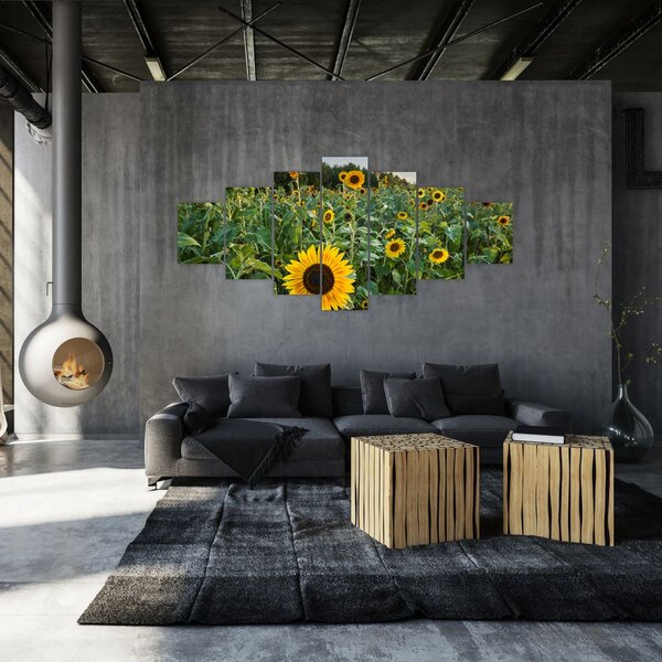 Obraz - Slunečnicové pole II. (210x100 cm)