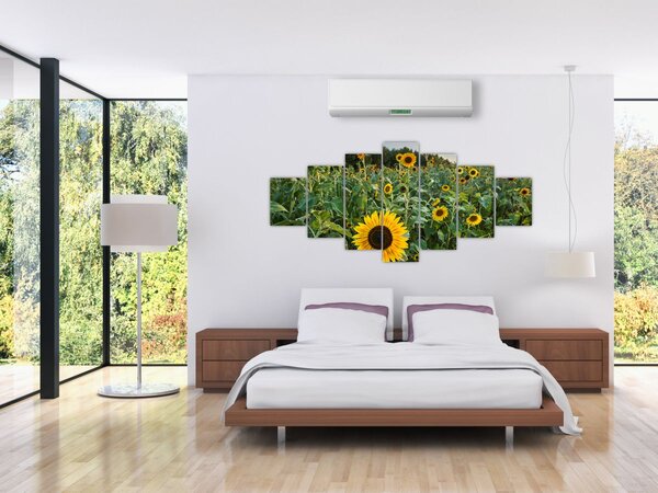 Obraz - Slunečnicové pole II. (210x100 cm)