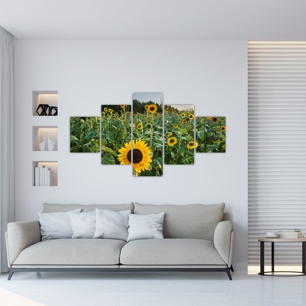 Obraz - Slunečnicové pole II. (125x70 cm)