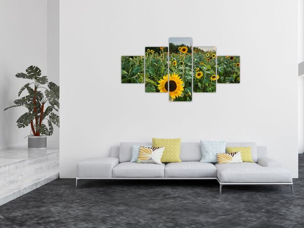 Obraz - Slunečnicové pole II. (125x70 cm)