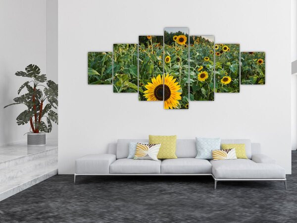Obraz - Slunečnicové pole II. (210x100 cm)