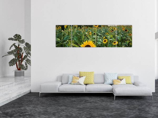 Obraz - Slunečnicové pole II. (170x50 cm)
