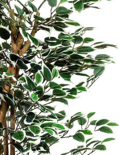 Umělý fíkus 160 cm s pravým dřevem do interiéru