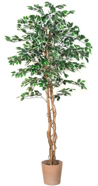 PLANTASIA Umělý strom fíkus, 190 cm