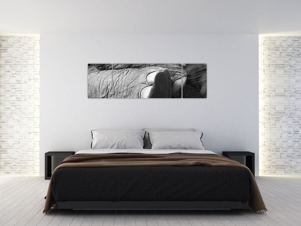 Obraz - Sloní noha (170x50 cm)